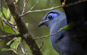 Blue coua