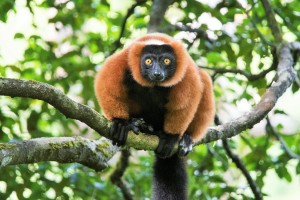 The endemic red ruffed lemur