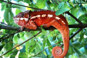 Panther chameleon