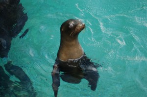 A curious sea lion pup