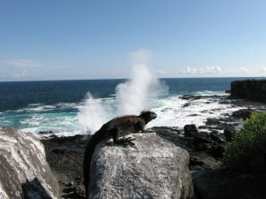 Espagnola Suarez Point Blow Hole with Espanola Iguana