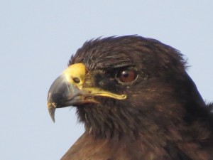 Galapagos Hawk, the most serious land predator in Galapagos.