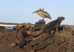 Male and female iguana and pelican in perfect harmony