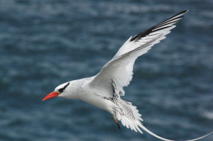 Red Billed Tropic Bird