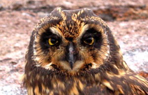 Short earred owl endemic to Genovesa Island
