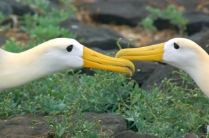 Waved Albatross engaged in their mating ritual on Espanola Island