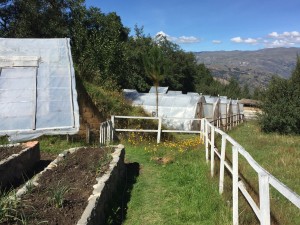 A few of the greenhouses