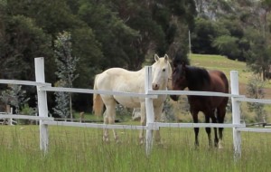 Horse back riding is one of many activities at the Inn