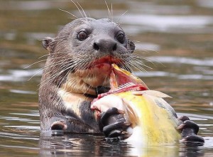 Giant river otter